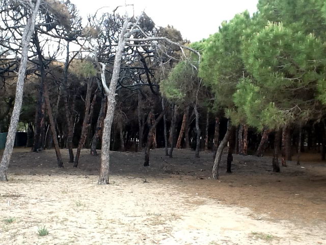 Part de la pineda de Llevant Mar (Gav� Mar) despr�s de ser cremada en dos incendis intencionats consecutius (22 Maig 2012)